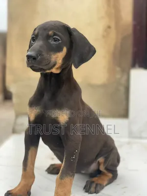 1-3 months Male Purebred Doberman Pinscher