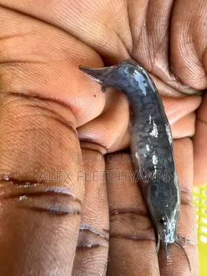 Strong Fast Growing Catfish