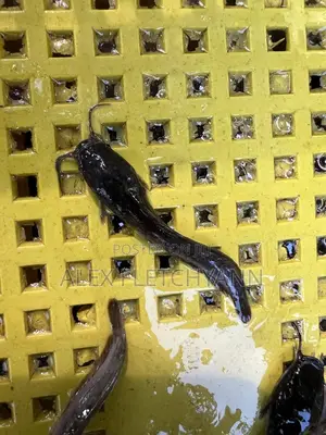 Fast Growing Fingerlings and Juveniles
