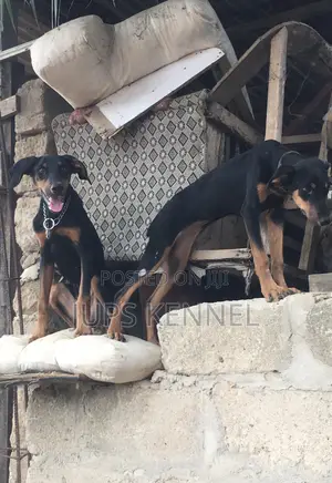 3-6 months Female Purebred Doberman Pinscher