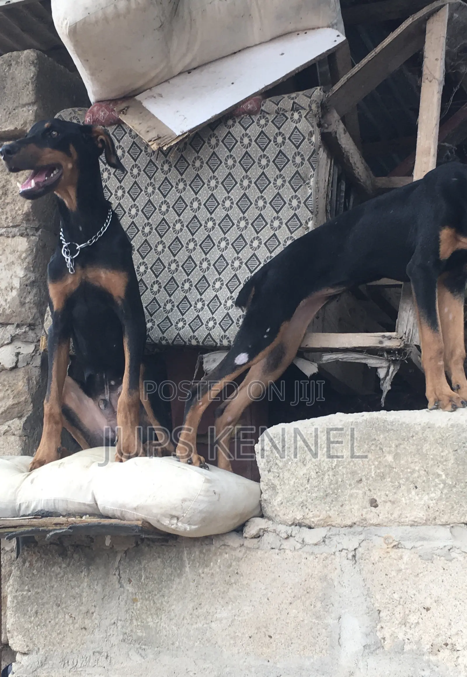 3-6 months Female Purebred Doberman Pinscher