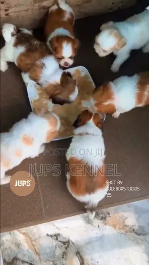 1-3 months Female Purebred Shih Tzu