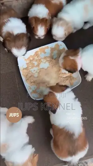 1-3 months Female Purebred Shih Tzu