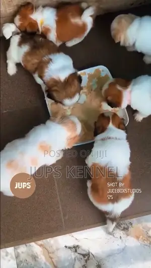 1-3 months Female Purebred Shih Tzu