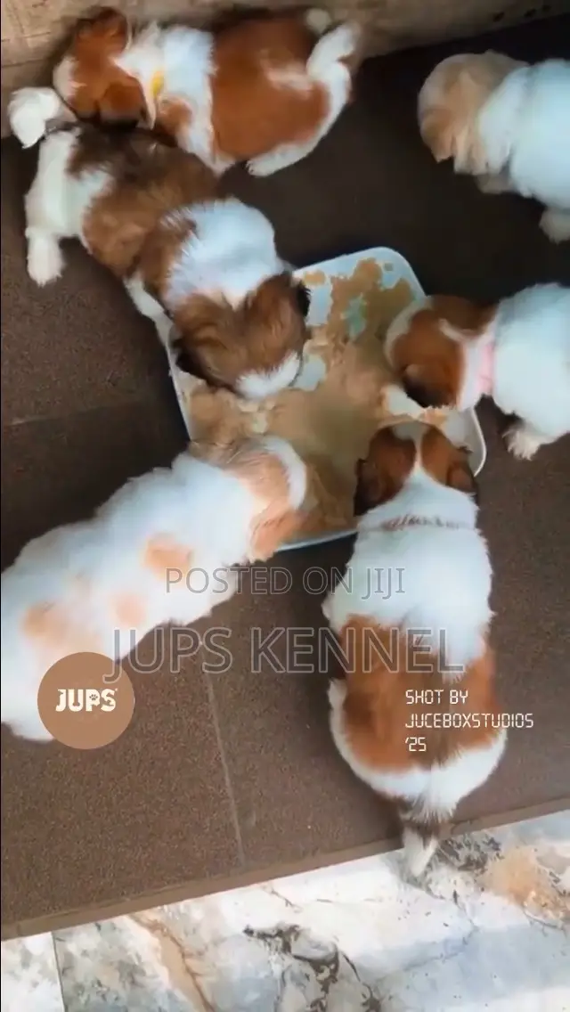 1-3 months Female Purebred Shih Tzu