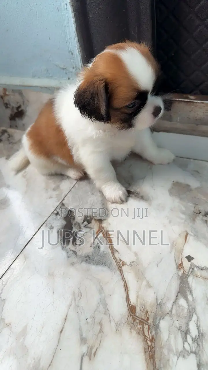1-3 months Female Purebred Shih Tzu