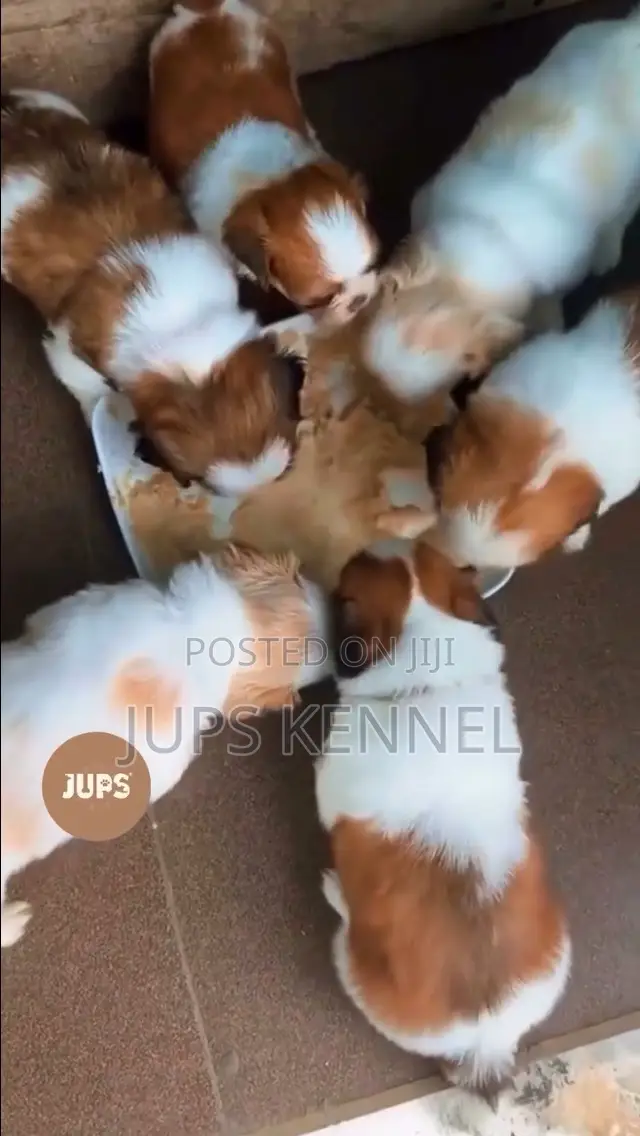 1-3 months Female Purebred Shih Tzu