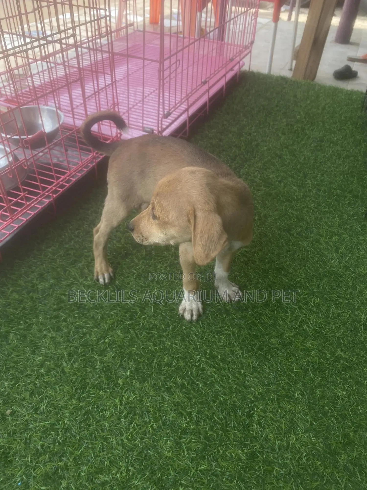 1-3 months Female Purebred Dog