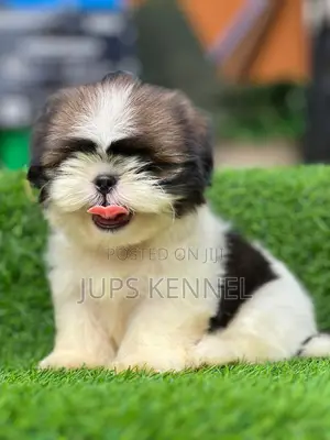 1-3 months Female Purebred Shih Tzu