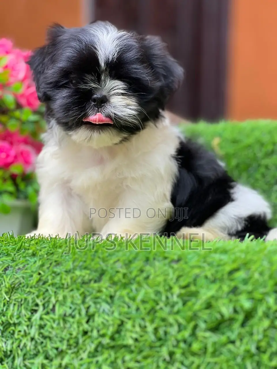 1-3 months Female Purebred Shih Tzu