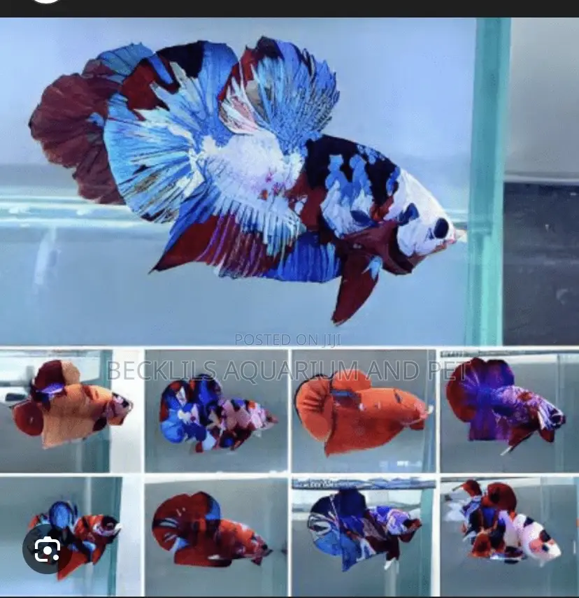 Candy Betta Fish