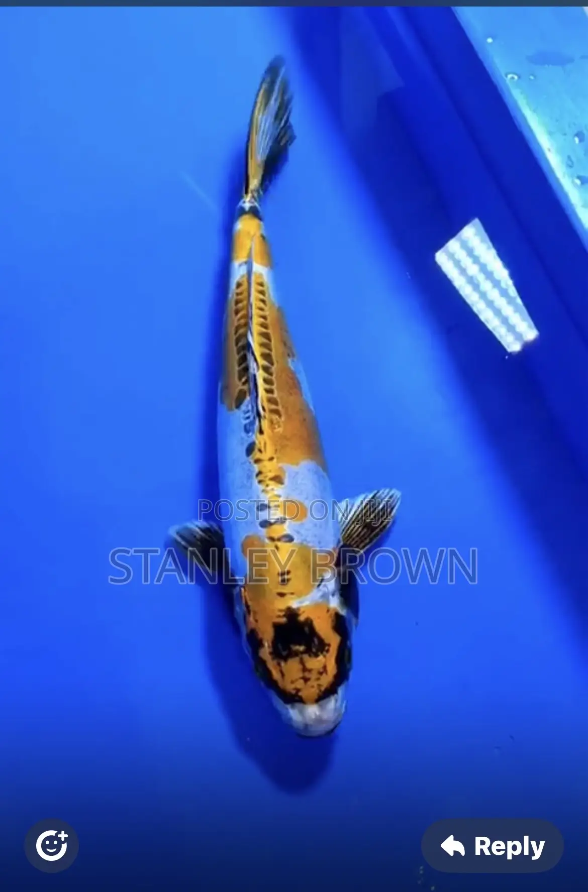 Premium Quality Imported Jumbo 12 to 21 Inches Koi
