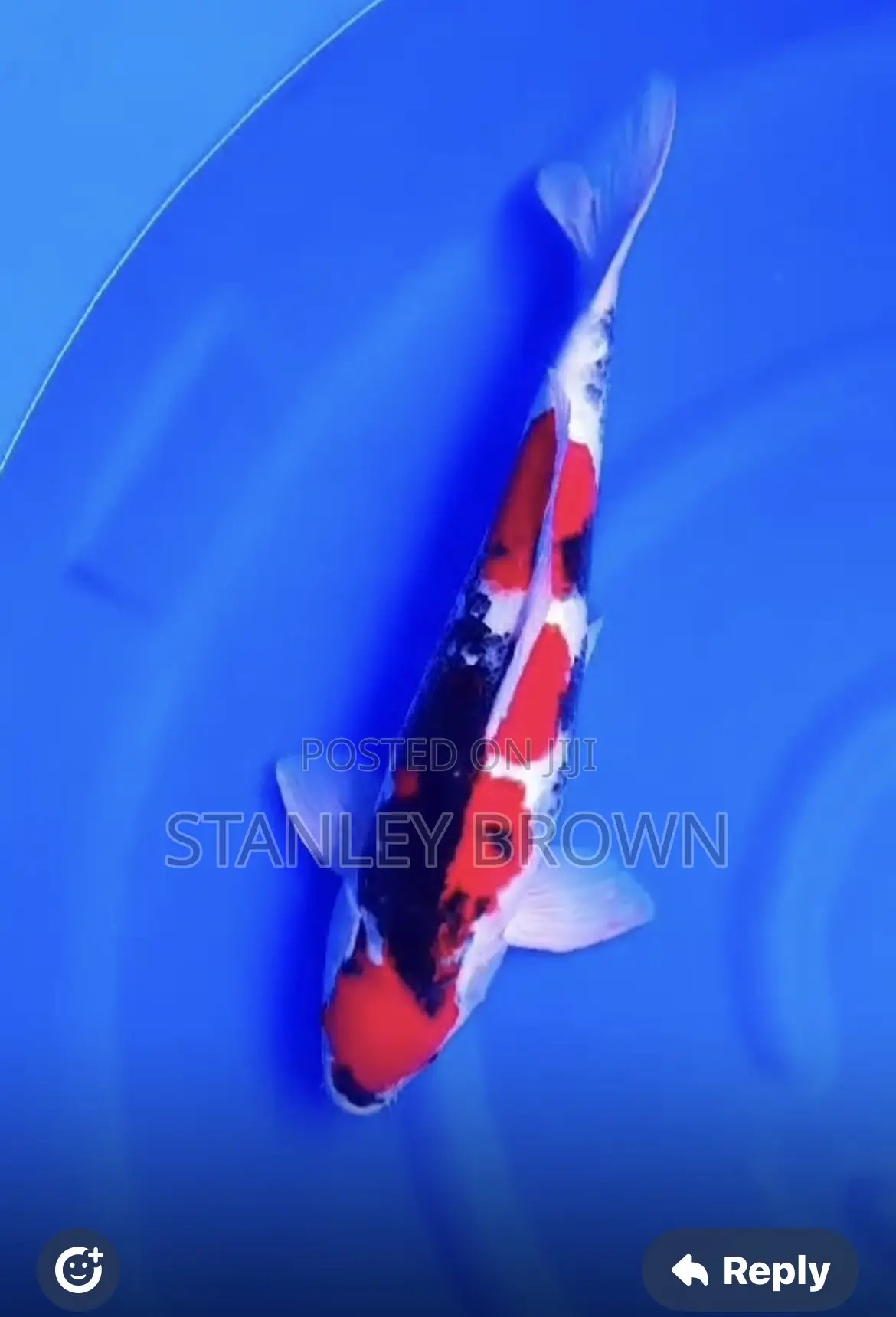 Premium Quality Imported Jumbo 12 to 21 Inches Koi