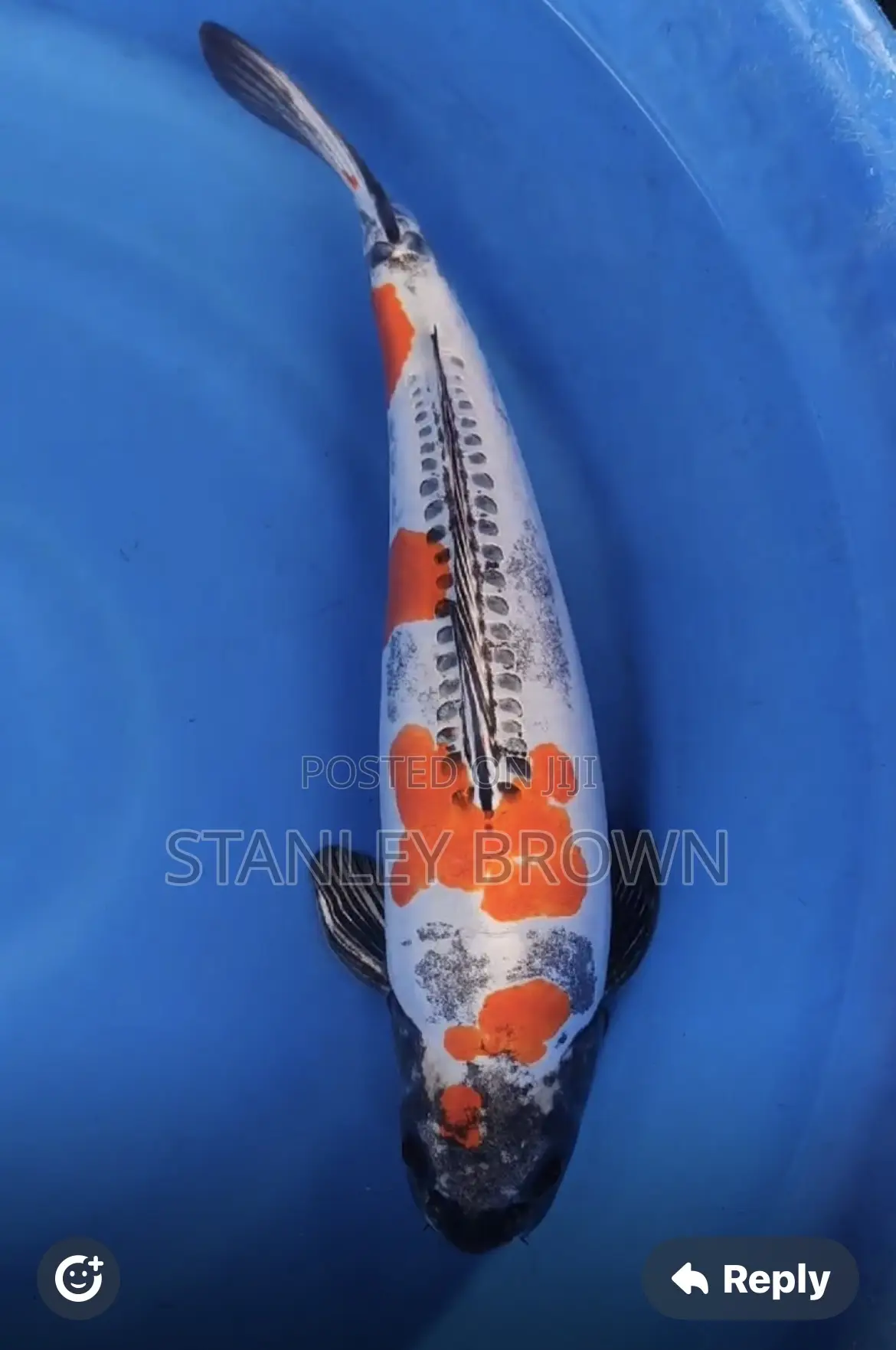 Premium Quality Imported Jumbo 12 to 21 Inches Koi