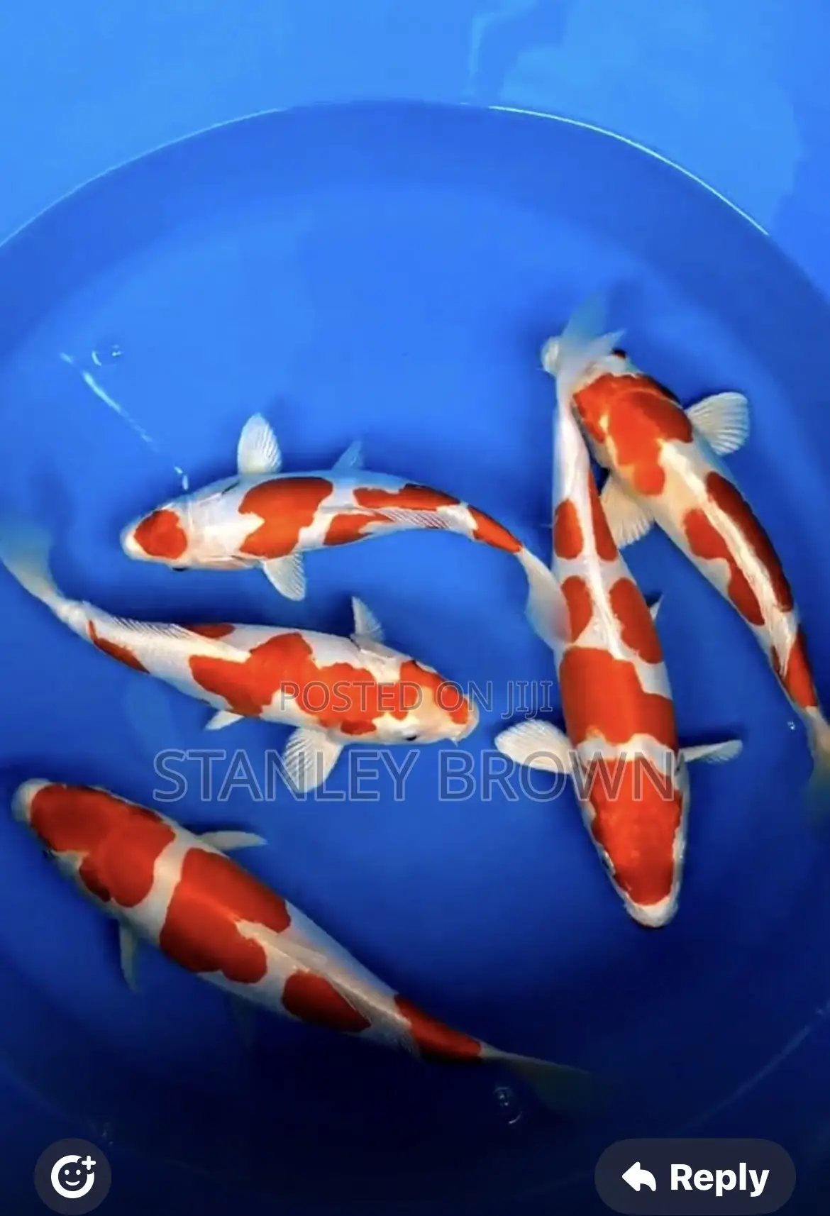 Premium Quality Imported Jumbo 12 to 21 Inches Koi