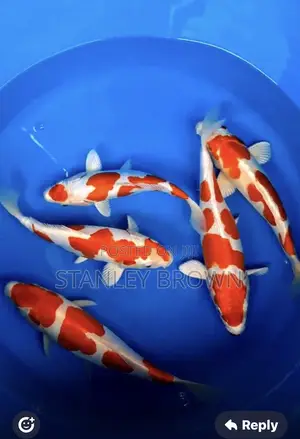 Premium Quality Imported Jumbo 12 to 21 Inches Koi