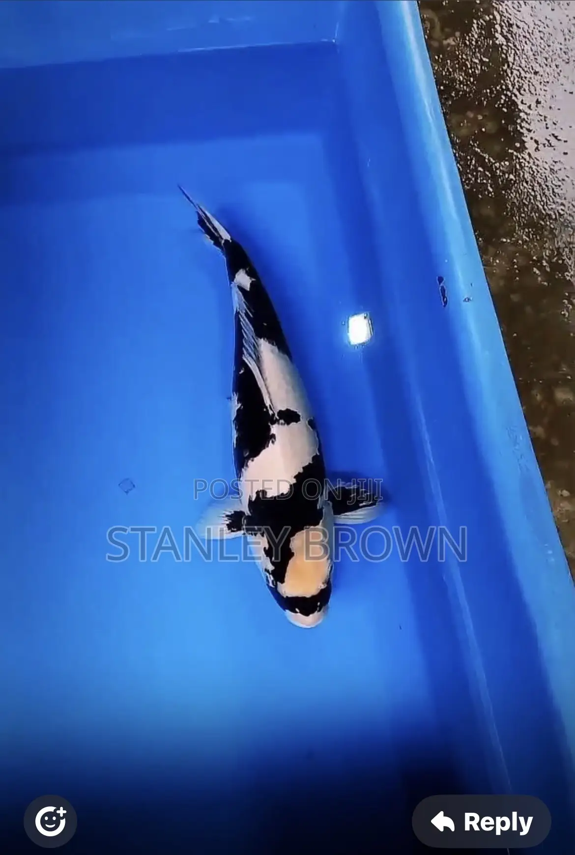 Premium Quality Imported Jumbo 12 to 21 Inches Koi