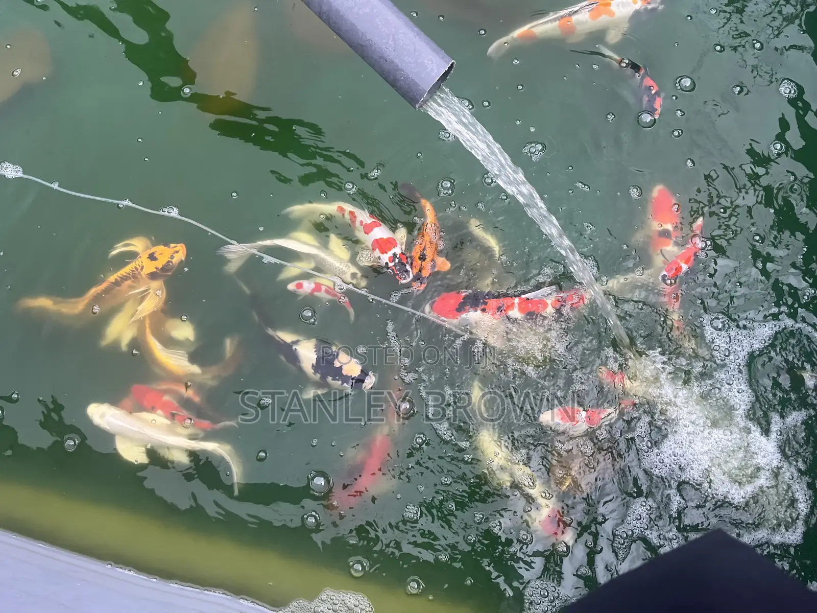 Premium Quality Imported Jumbo 12 to 21 Inches Koi