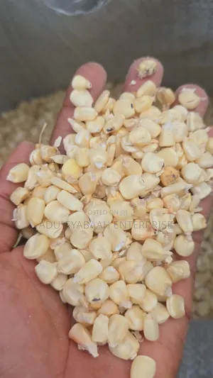 White and Yellow Maize