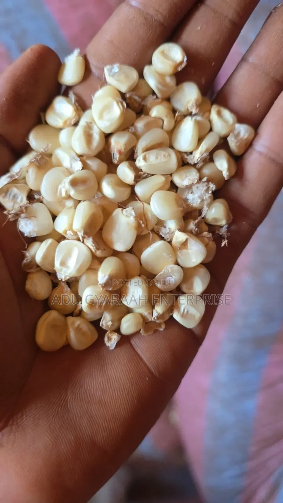 White and Yellow Maize