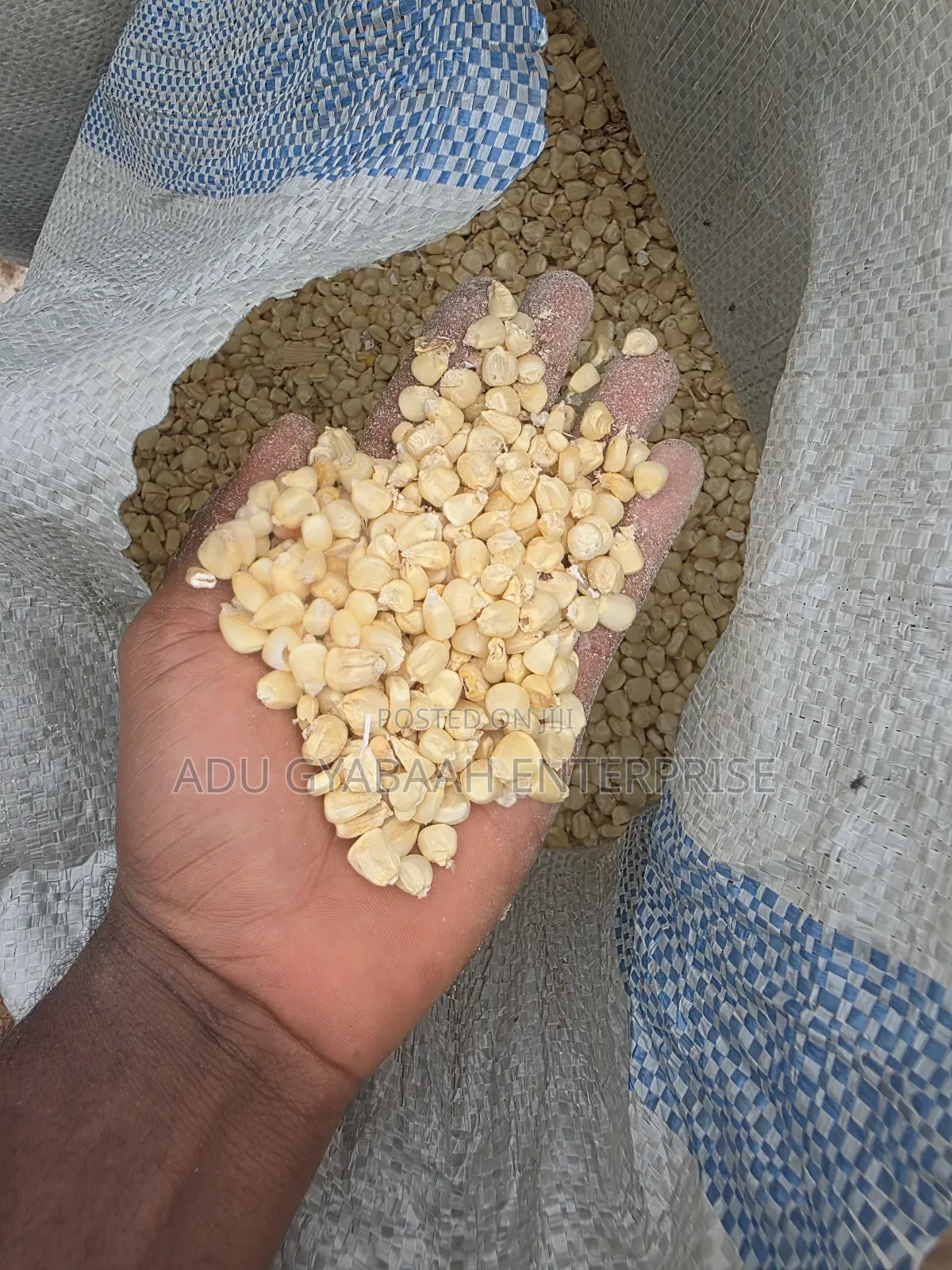 White and Yellow Maize