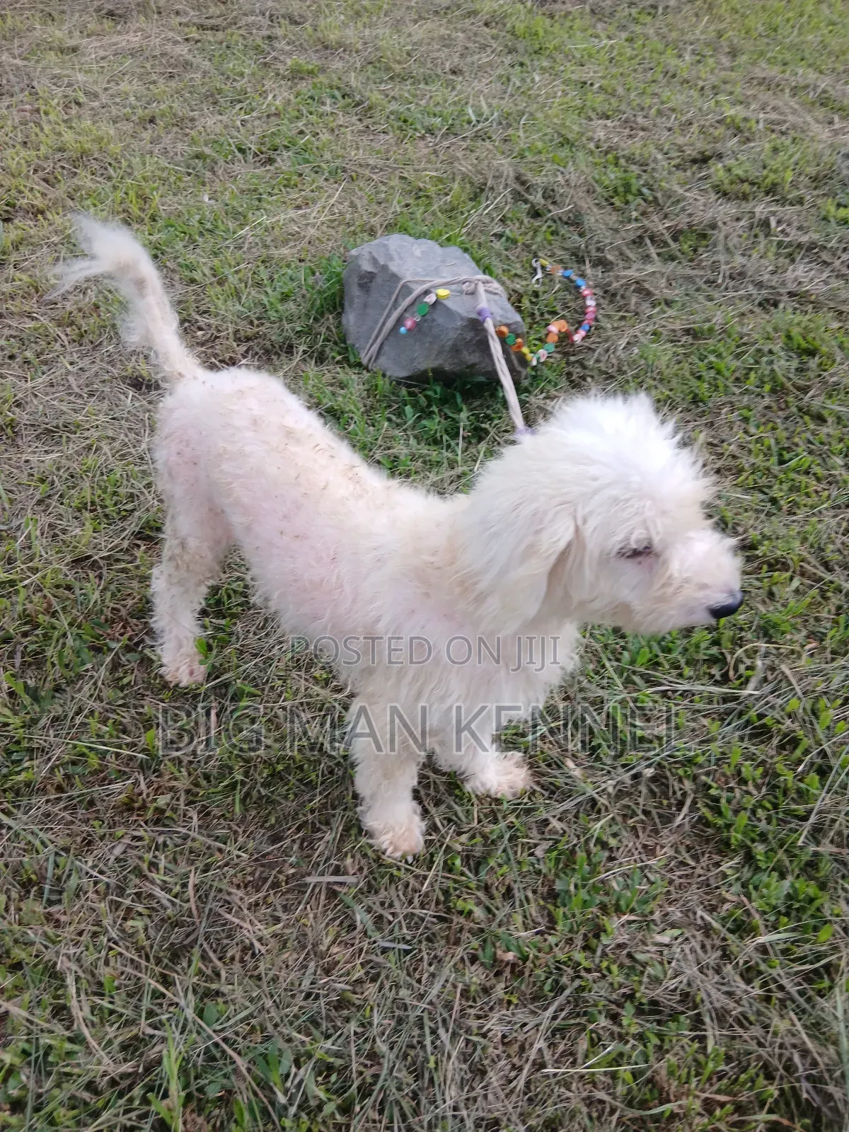1+ year Female Purebred Poodle