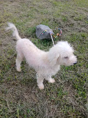 1+ year Female Purebred Poodle