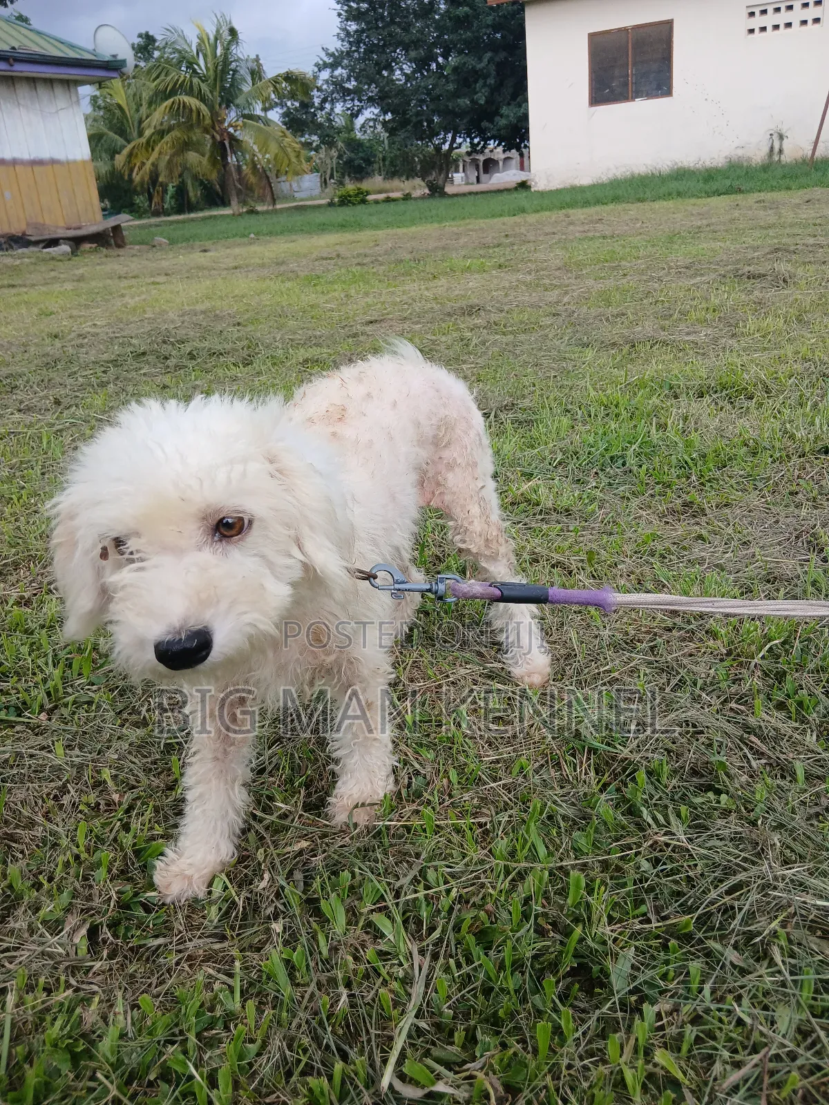1+ year Female Purebred Poodle
