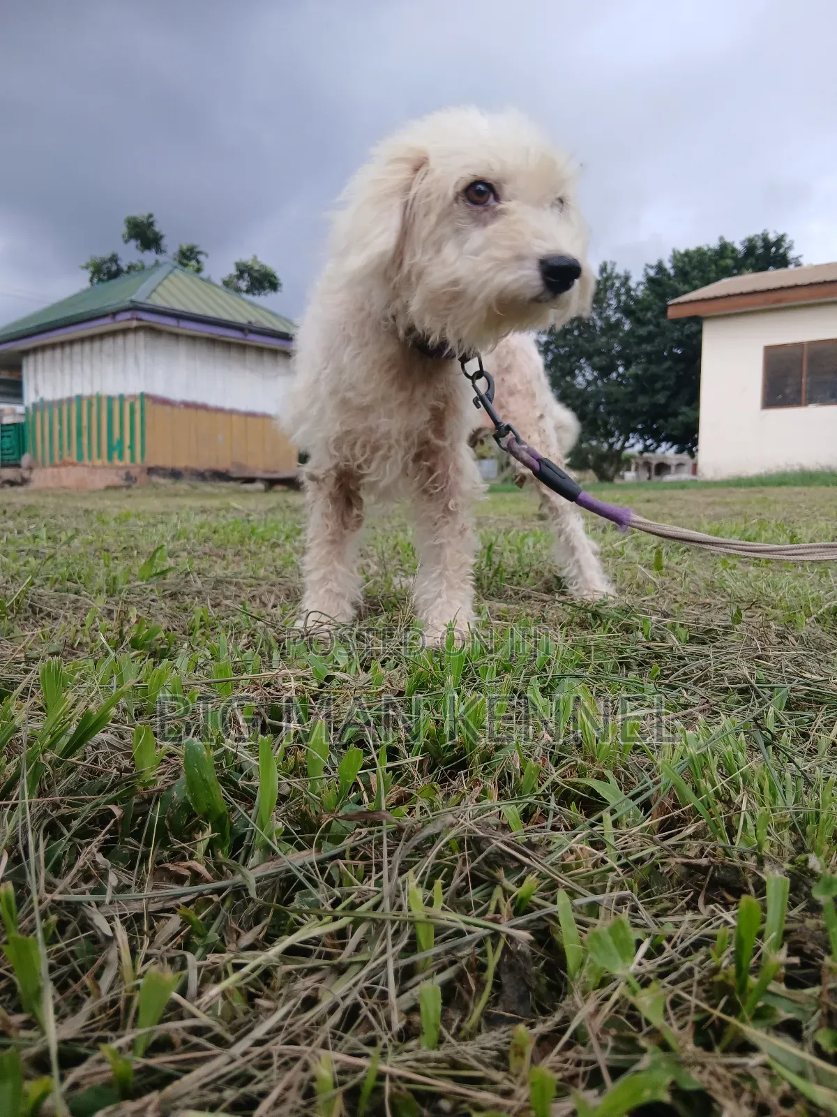 1+ year Female Purebred Poodle