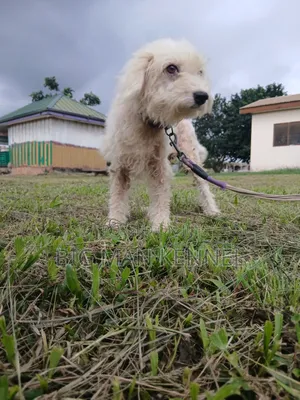 1+ year Female Purebred Poodle