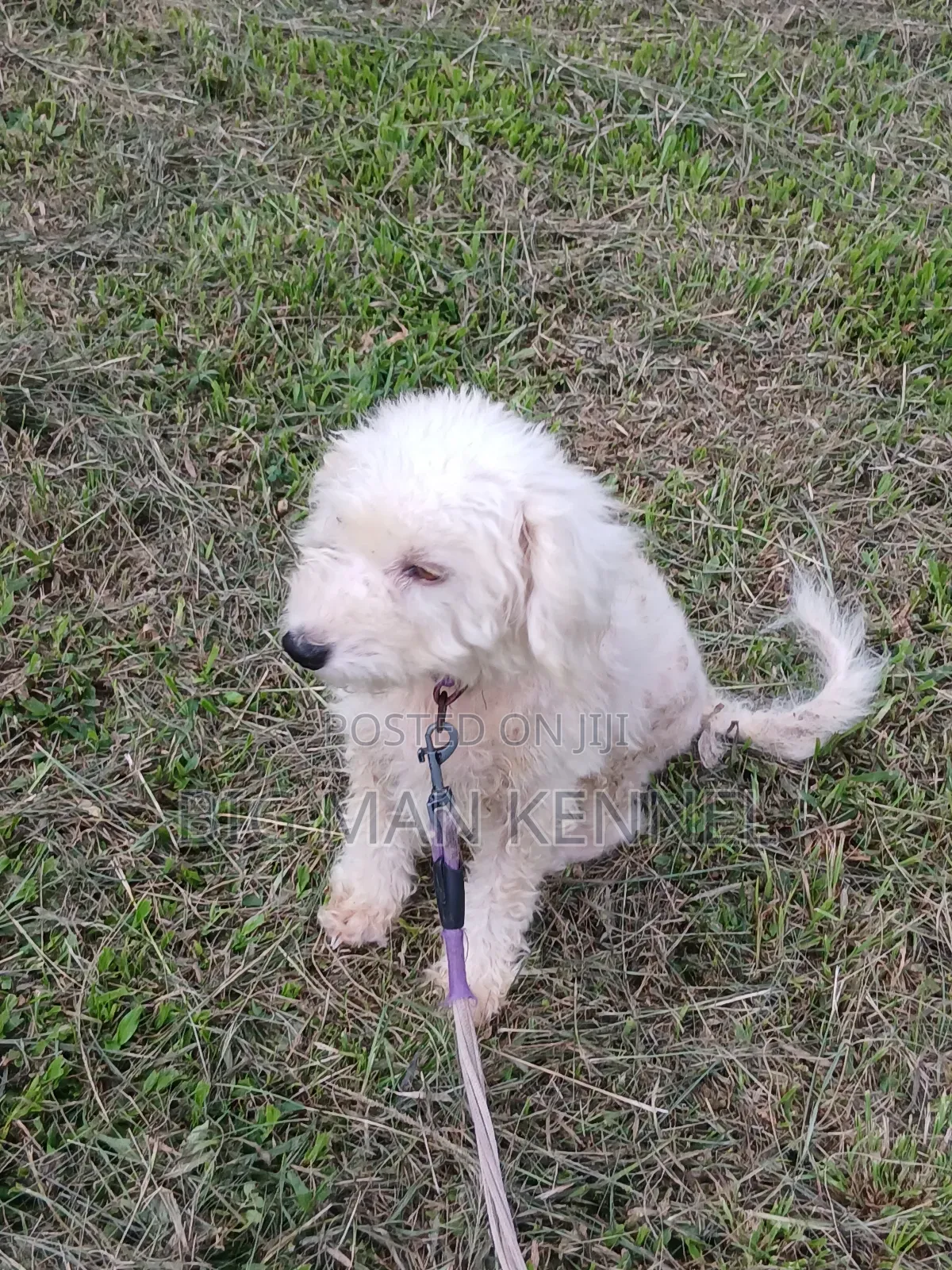 1+ year Female Purebred Poodle
