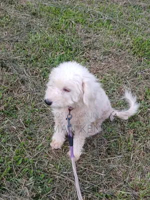 1+ year Female Purebred Poodle