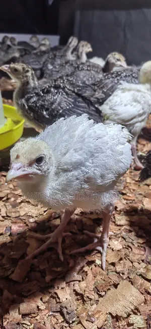 Foreign Turkeys Available (Bbw and Bbb)