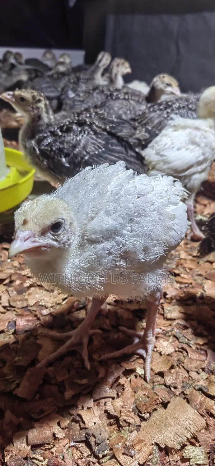 Foreign Turkeys Available (Bbw and Bbb)