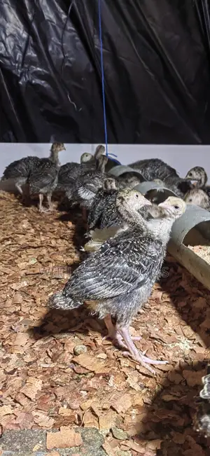 Foreign Turkeys Available (Bbw and Bbb)