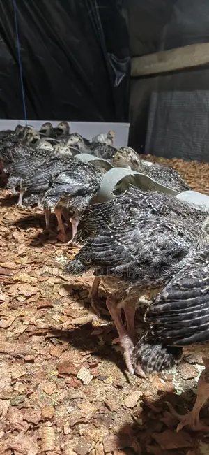 Foreign Turkeys Available (Bbw and Bbb)