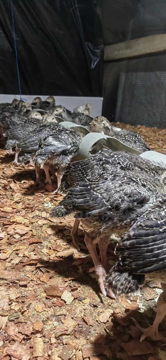 Foreign Turkeys Available (Bbw and Bbb)