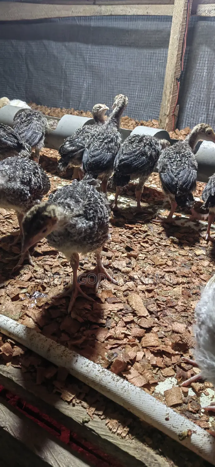 Foreign Turkeys Available (Bbw and Bbb)