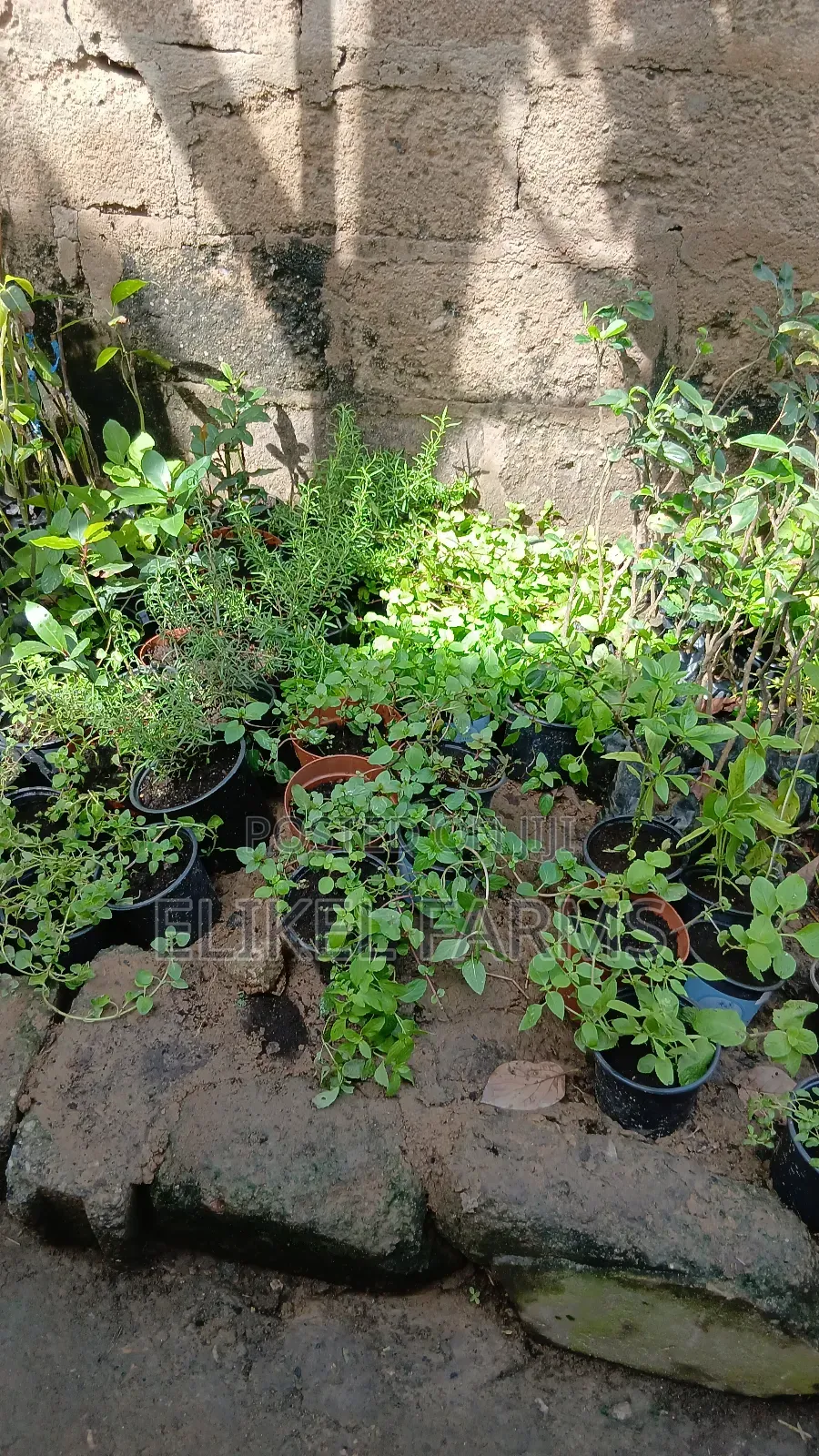 Organic Rosemary and Bayleaf Seedlings for Sale