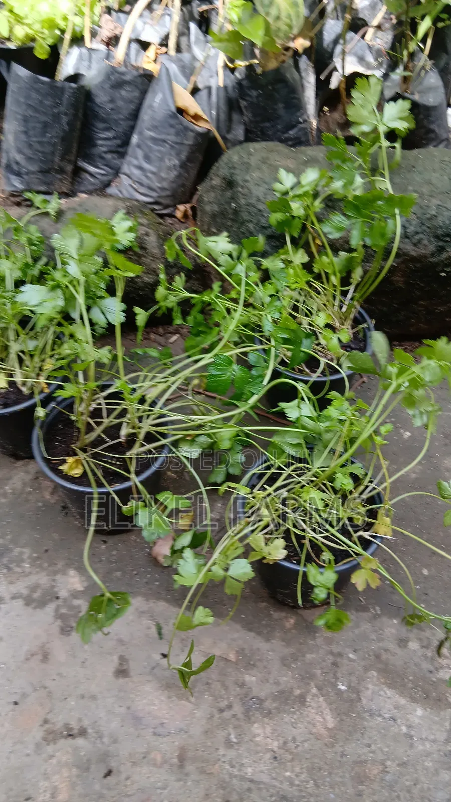 Organic Rosemary and Bayleaf Seedlings for Sale