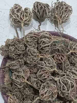 Rose of Jericho/Fatima's Finger/Anastatica/Annum Maryam
