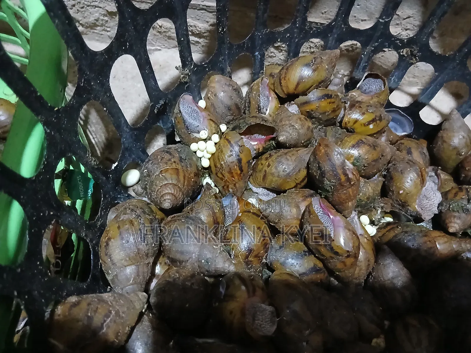 Bush Snails