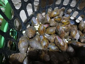Bush Snails