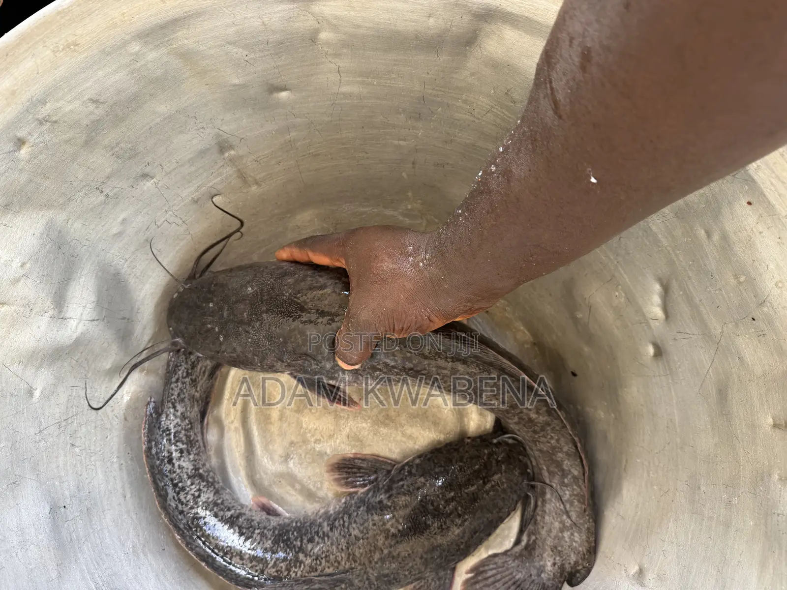 Big Size Catfish