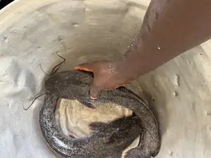 Big Size Catfish