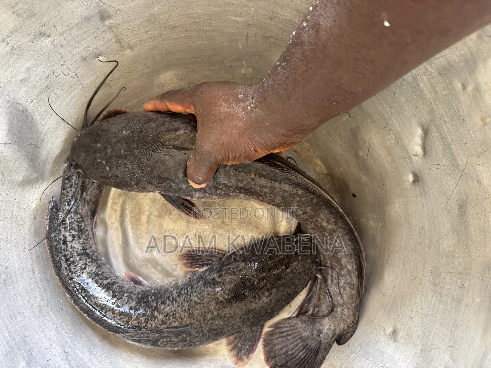 Big Size Catfish