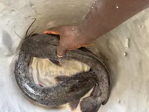 Big Size Catfish