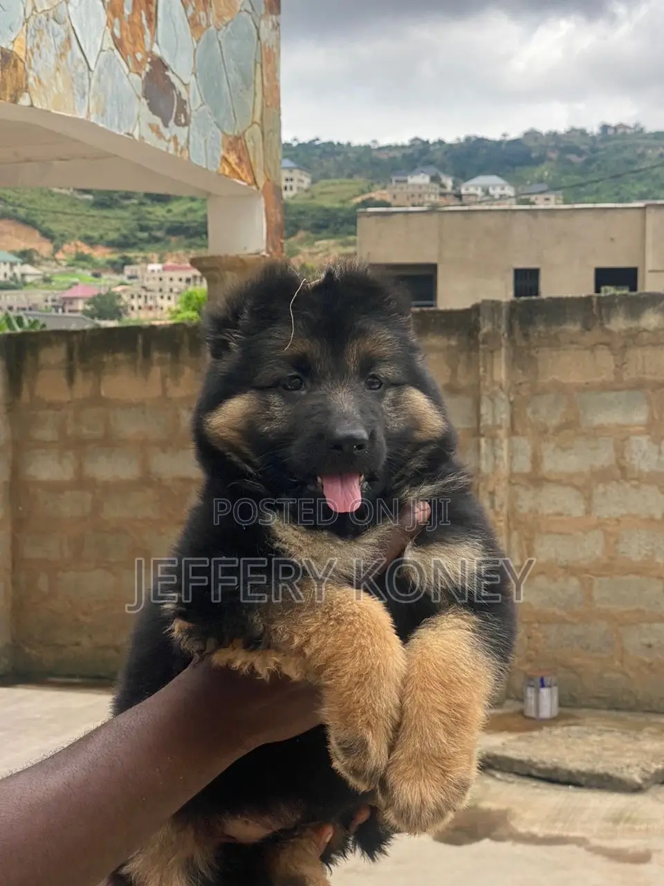 1-3 months Female Purebred German Shepherd