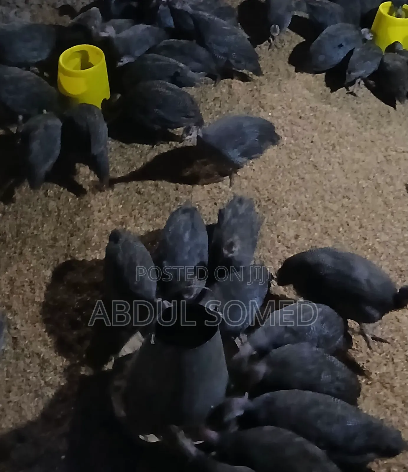 Guinea Fowl