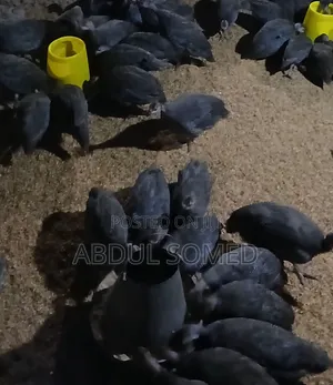 Guinea Fowl